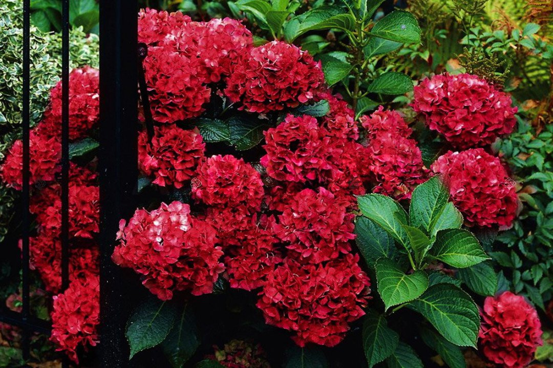 Hortensja ogrodowa Hot Red PBR Hydrangea macrophylla C2