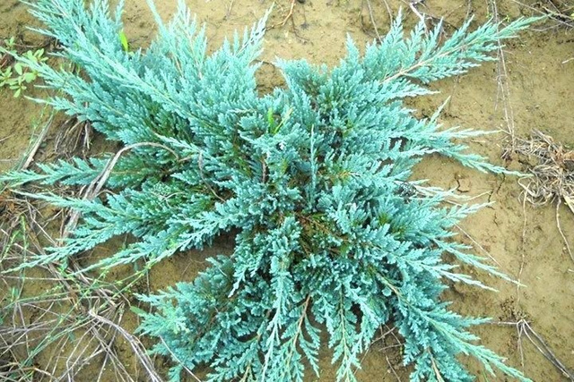 Jałowiec płożący Blue Chip Juniperus horizontalis C2