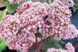 Rozchodnik wielki Strawberries and Cream Sedum telephium P9