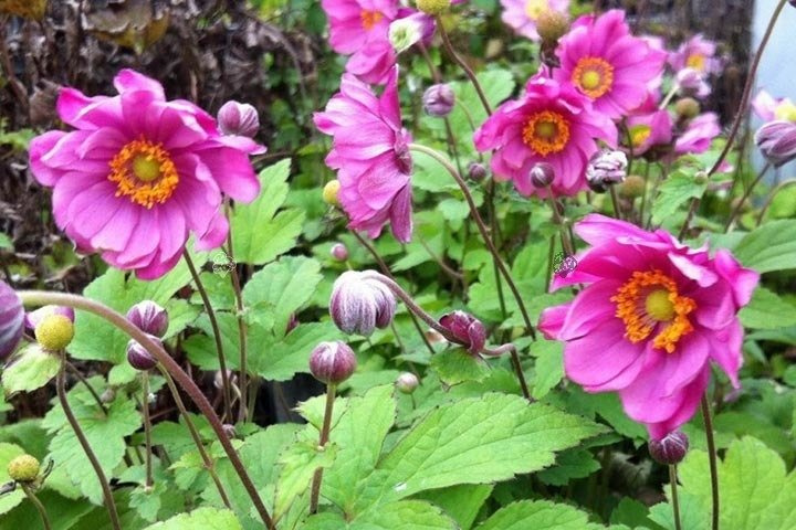 Zawilec mieszańcowy Rotkappchen Anemone hybrida C3
