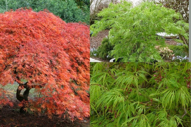 Klon palmowy Dissectum Acer palmatum C7,5