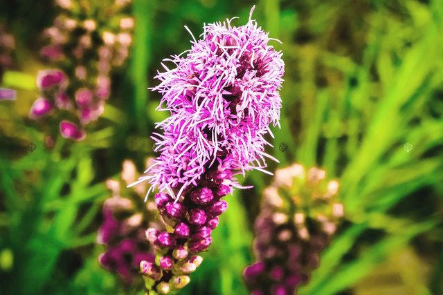 Liatra kłosowa Liatris spicata P9
