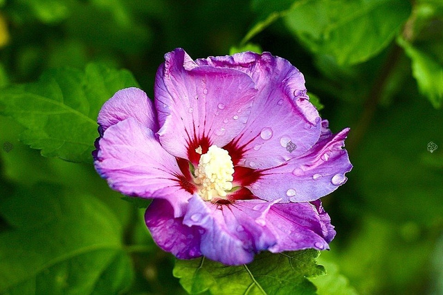 Ketmia syryjska Mauve Queen Hibiscus syriacus P9