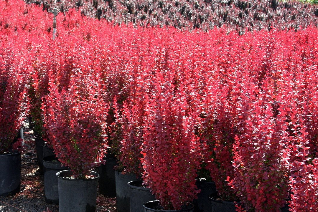 Berberys Thunberga Orange Rocket PBR Berberis thunbergii C2