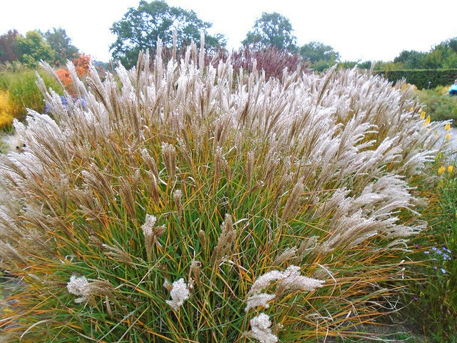 Miskant chiński Yaku Jima Misctanthus sinensis C2