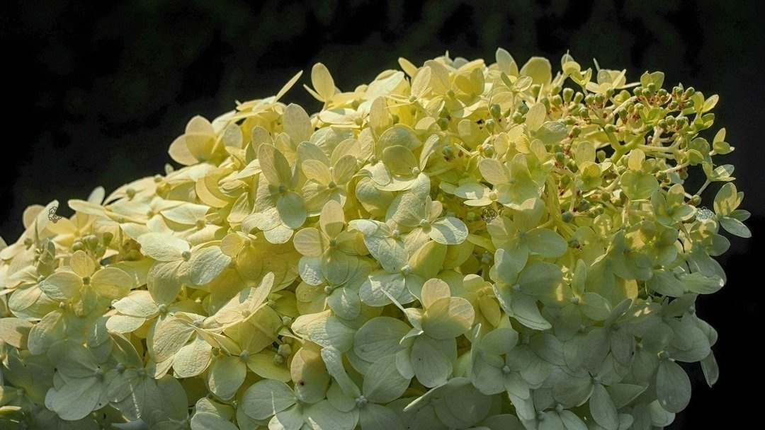 Hortensja bukietowa Candlelight PBR Hydrangea paniculata P9