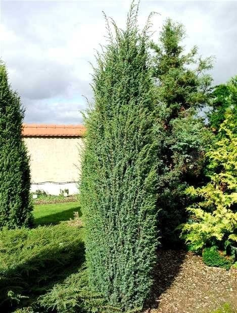 Jałowiec pospolity Meyer Juniperus communis P9