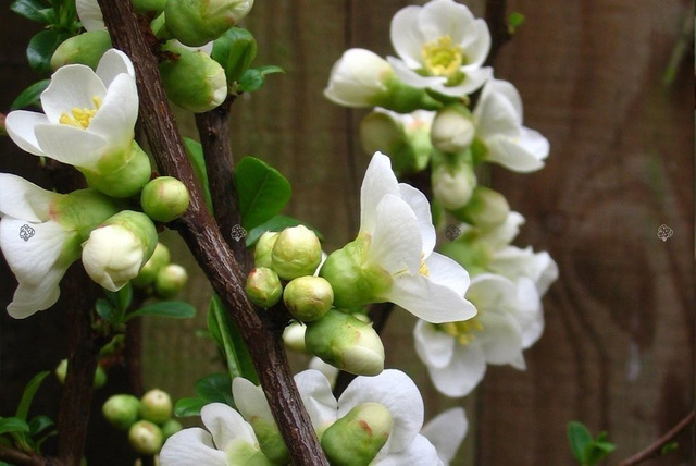 Pigwowiec pośredni Nivalis Chaenomeles superba P9