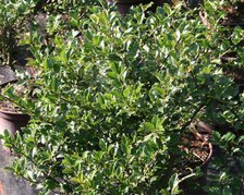Ostrokrzew Meservy Blue Boy Ilex meserveae C2