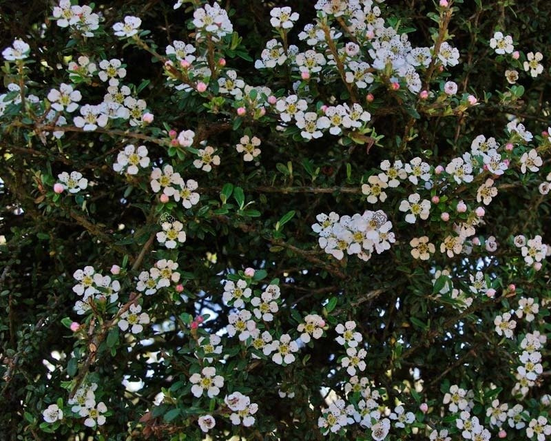 Irga wyrazista Decorus Cotoneaster conspicuus P9