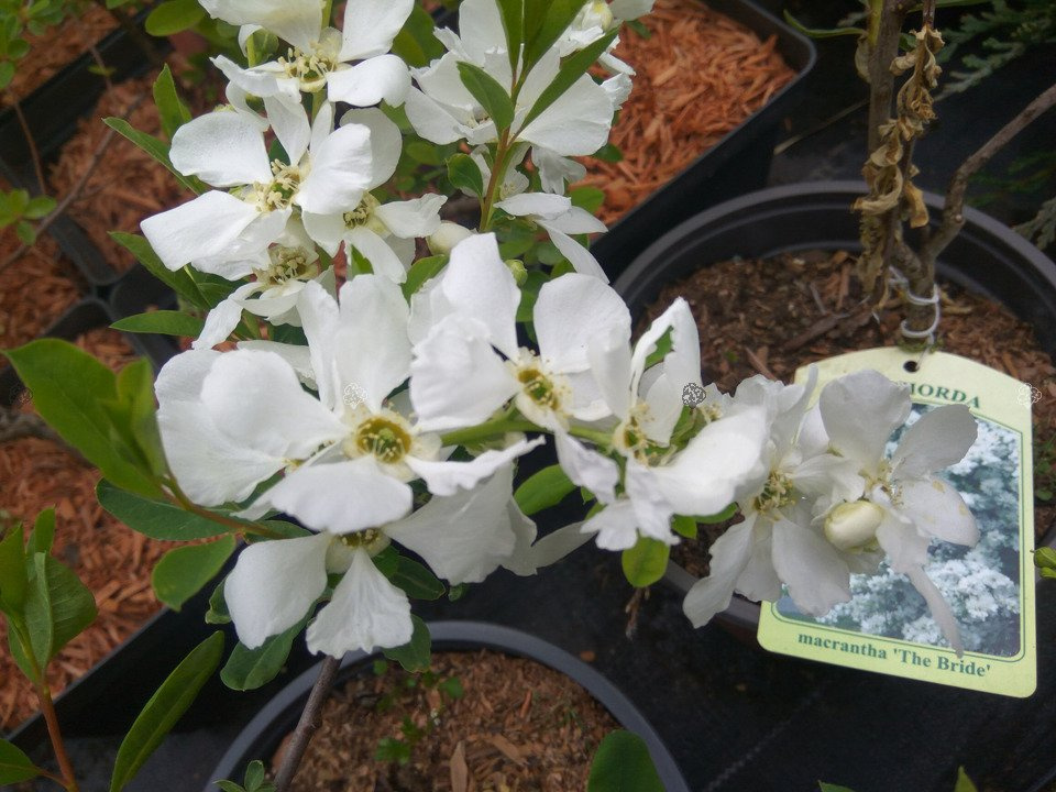 Obiela The Bride Exochorda macrantha P9