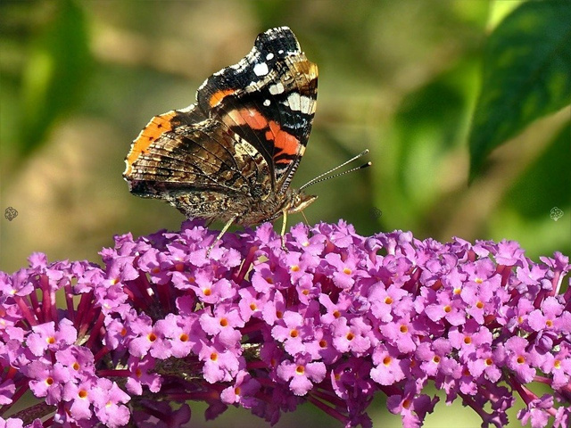 Budleja Davida Ile de France Buddleja davidii P9