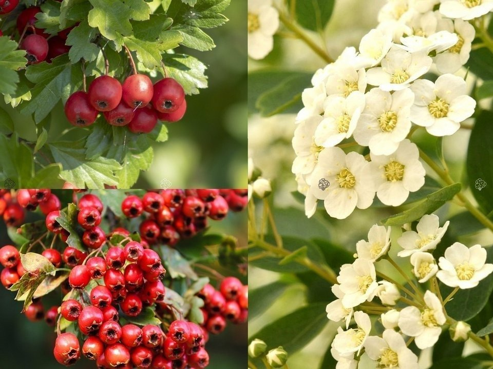 Głóg jednoszyjkowy Crataegus monogyna Głóg jadalny