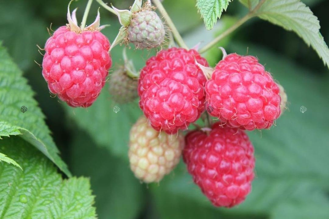 Malina Glen Ample Rubus idaeus C2