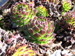 Rojnik Faraon Sempervivum P9