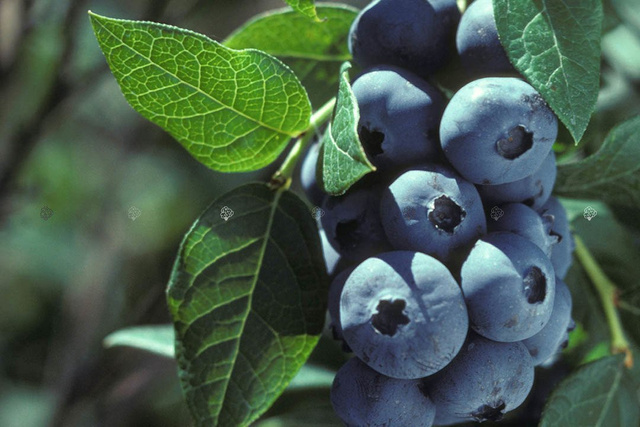 Borówka amerykańska Darrow Vaccinium corymbosum P9