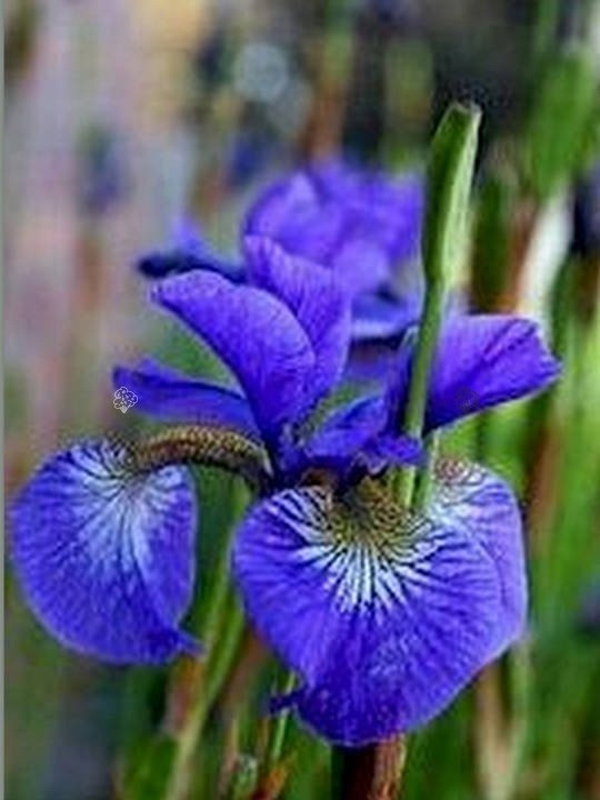 Kosaciec syberyjski Blau Iris sibirica C2