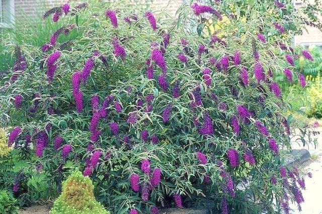 Budleja Davida Black Knight Buddleja davidii P9
