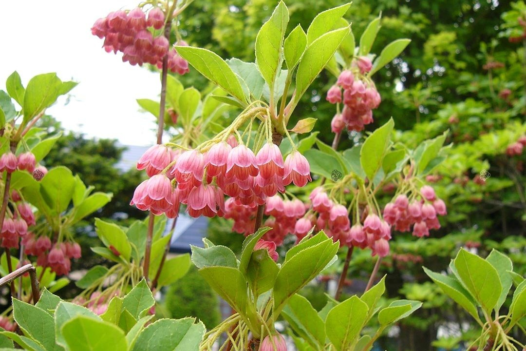 Enkiant dzwonkowaty Enkianthus campanulatus C2