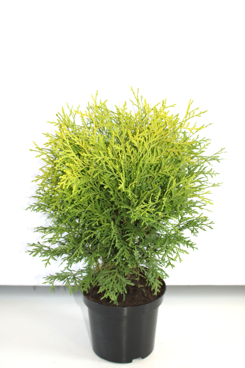 Tuja Golden Globe Thuja occidentalis C2
