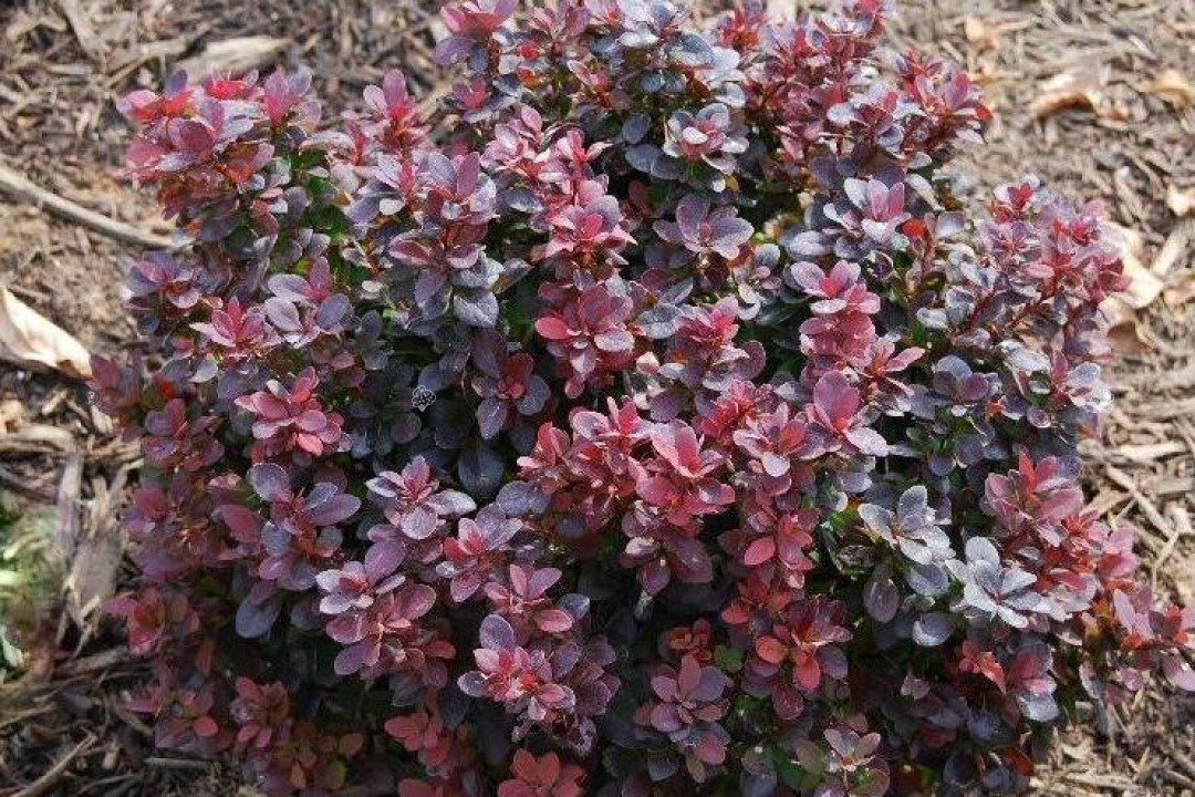 Berberys Thunberga Concorde Berberis thunbergii C2