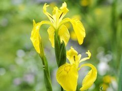 Kosaciec żółty Iris pseudacorus P9