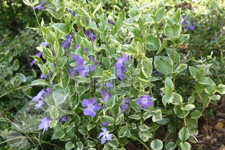 Barwinek większy Variegata Vinca major P9