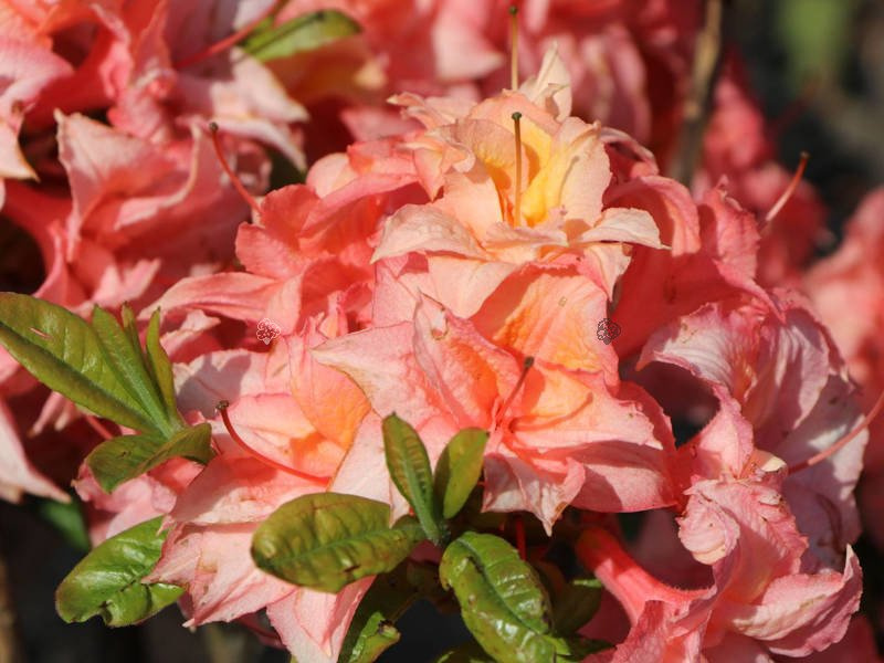 Azalia wielkokwiatowa Arista Rhododendron (Knaphill) C4