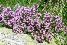 Macierzanka piaskowa Elfin Thymus serpyllum P9