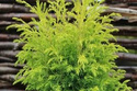 Jałowiec pospolity Gold Cone Juniperus communis C3