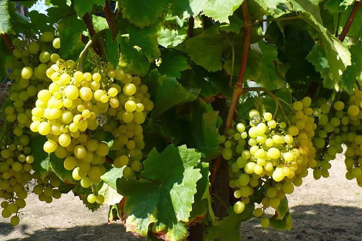 Winorośl Arkadia Vitis C2