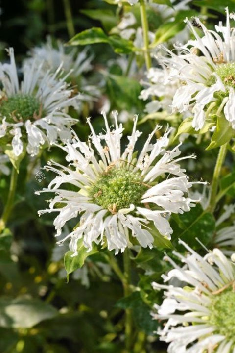 Pysznogłówka ogrodowa Schneewittchen Monarda hybrida P9