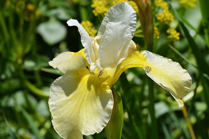 Kosaciec syberyjski Butter and Sugar Iris sibirica P9