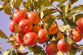 Jabłoń Geneva Early Malus domestica