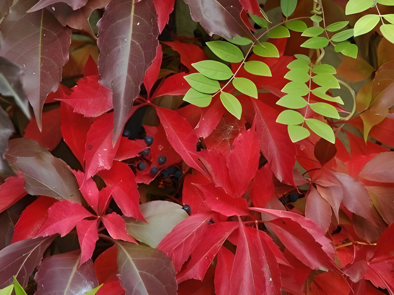 Winobluszcz pięciolistkowy odm.murowa Parthenocissus quinquefolia var.murorum C5