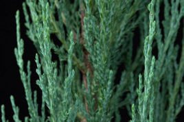 Jałowiec skalny Blue Arrow Juniperus scopulorum P9
