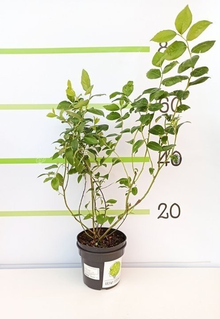 Borówka amerykańska Bluecrop Vaccinium corymbosum C2