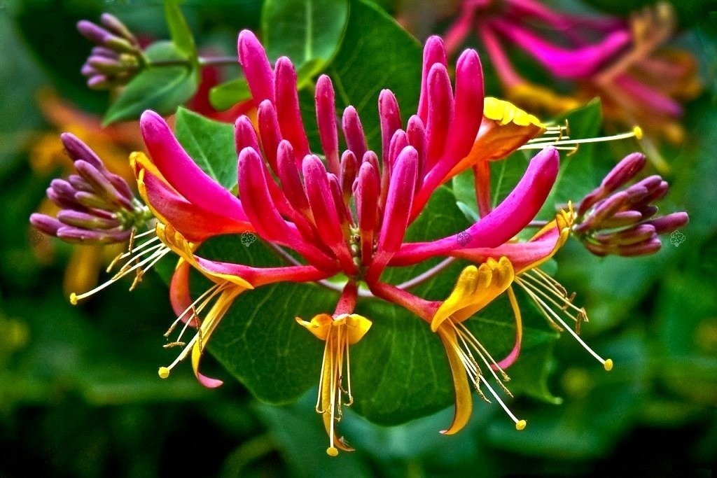 Wiciokrzew Heckrotta Goldflame Lonicera heckrottii P9