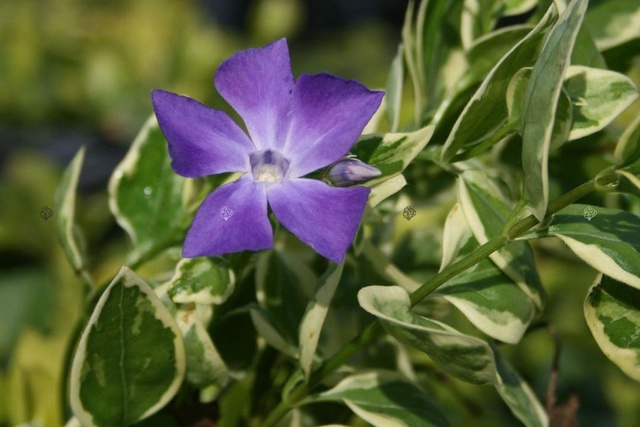 Barwinek większy Variegata Vinca major P9
