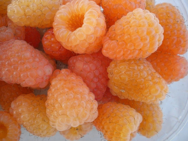 Malina żółta złota Rubus C2