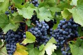 Winorośl Agat Doński Vitis C2