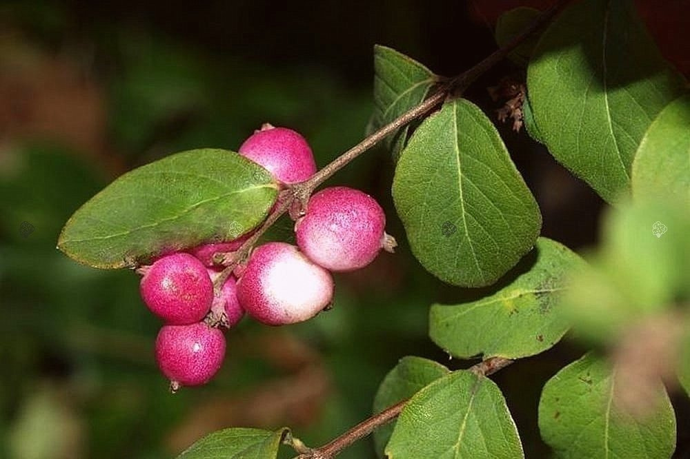 Śnieguliczka Chenaulta Hancock Symphoricarpos chenaultii P9