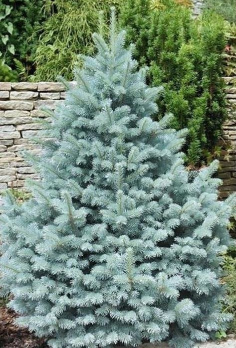 Świerk kłujący Fat Albert Picea pungens C5