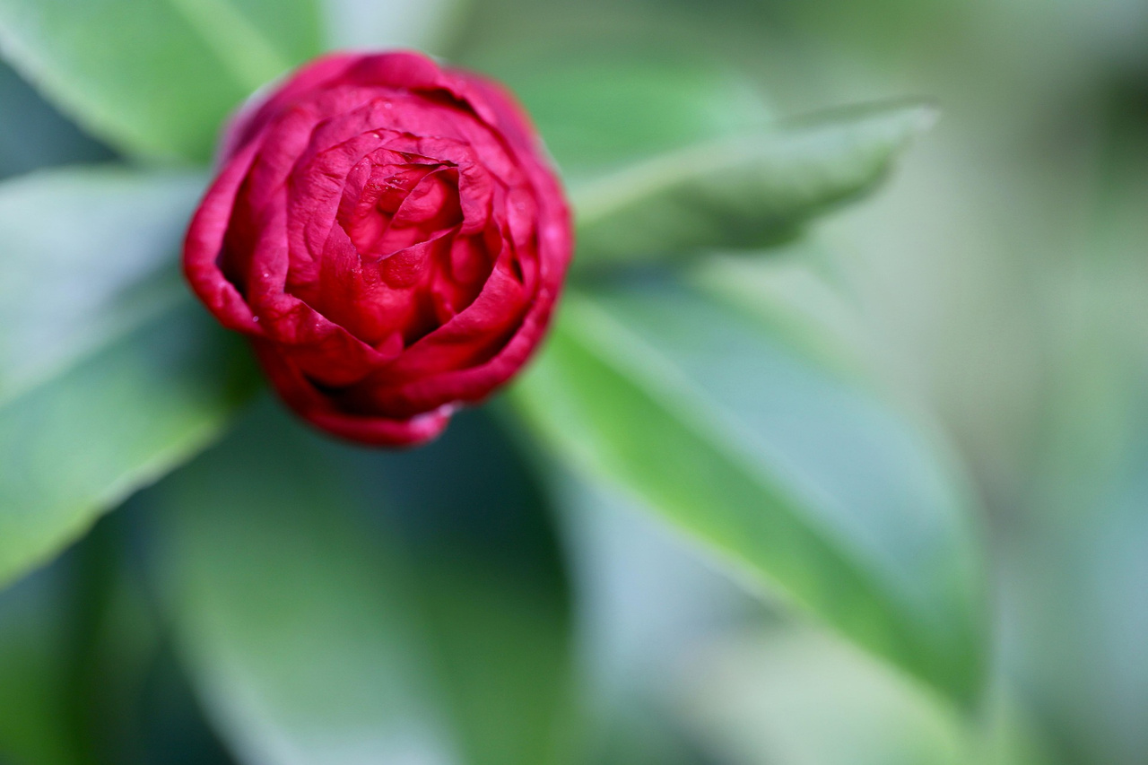 Kamelia japońska Black Lace Camellia japonica P9