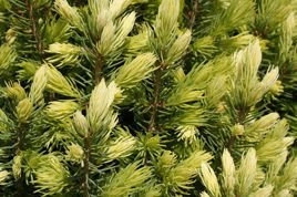 Świerk biały Daisy's White Picea glauca C3