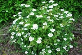 Kalina koralowa Compactum Viburnum opulus C2