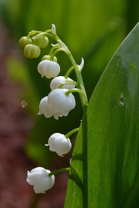 Konwalia majowa Convallaria majalis P9
