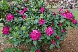 Różanecznik Pearce`s American Beauty Rhododendron C2
