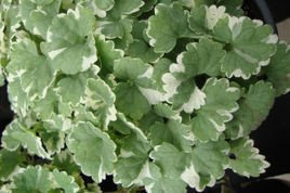 Bluszczyk kurdybanek Variegata Glechoma hederacea P9