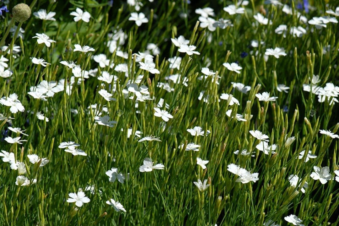 Goździk kropkowany Albiflorus Dianthus deltoides P9